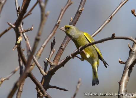 Greenfinch Carduelis chloris