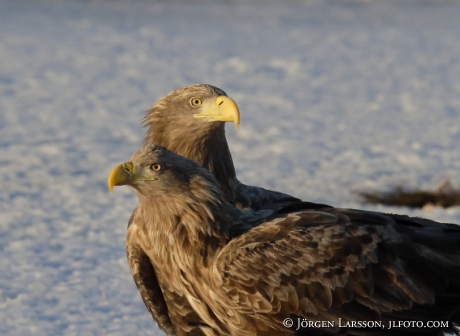 White- tailed eagle Haliaeetus albicilla,