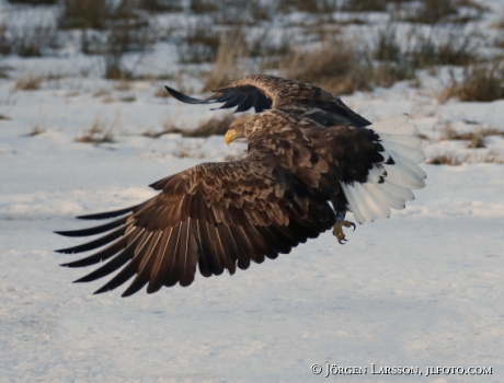 White- tailed eagle Haliaeetus albicilla,