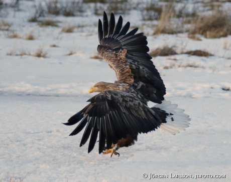 White- tailed eagle Haliaeetus albicilla,