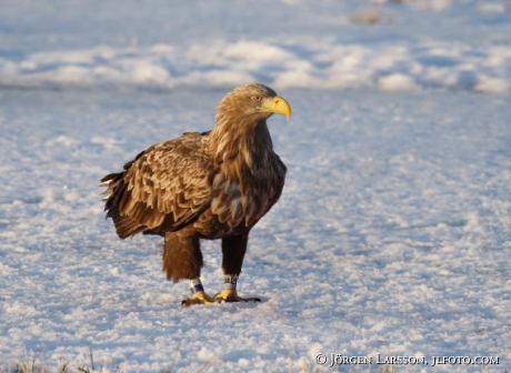 White- tailed eagle Haliaeetus albicilla,