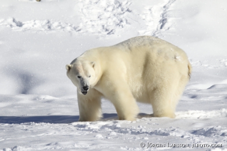 Polar bear  Ursus maritimus