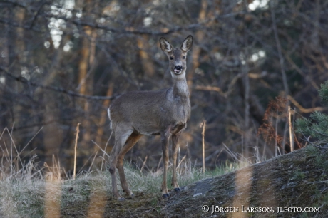  Roe deer Capreolus capreolus