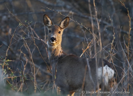  Roe deer Capreolus capreolus