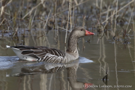 Greylag Goose, anser anser, 