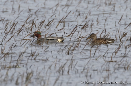 Common teal, Anas crecca