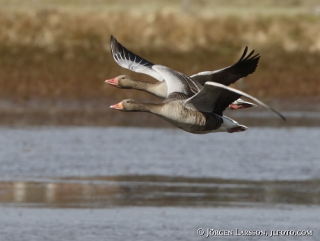 Greylag Goose, anser anser,