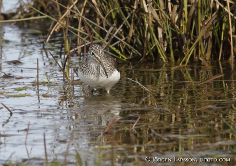 Wood sandpiper, Tringa glareola