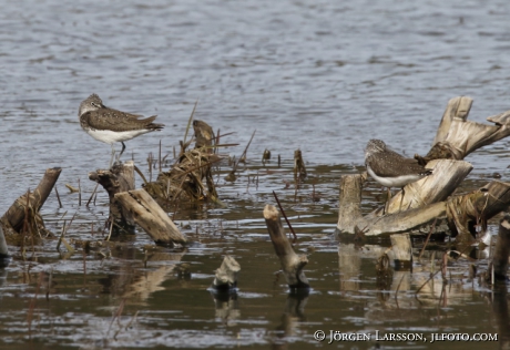 Wood sandpiper, Tringa glareola