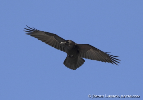 Raven Corvus corax