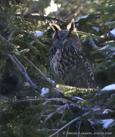 Eagle Owl  Bubo bubo