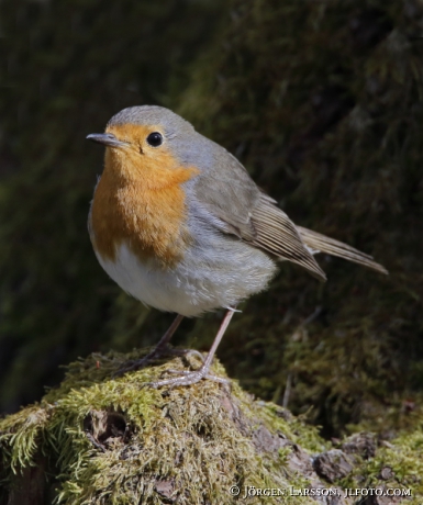 Robin Erithakus rubecula