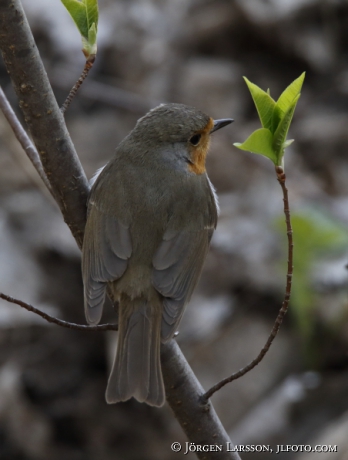 Robin Erithakus rubecula