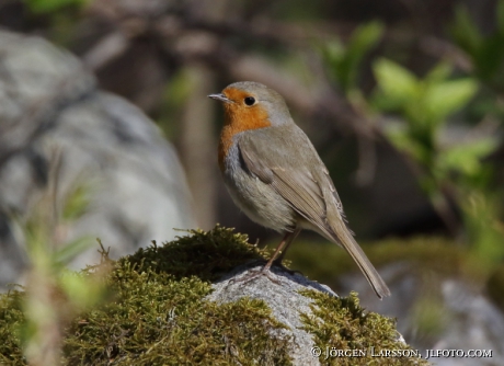 Robin Erithakus rubecula