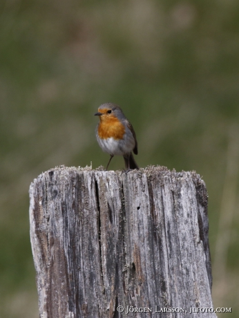 Robin Erithakus rubecula