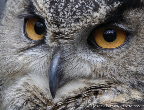 Eurasian Eagle Owl, Bubo bubo