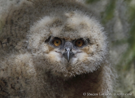 Eurasian Eagle Owl, Bubo bubo