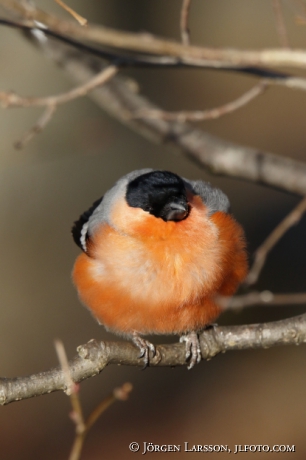 Bullfinch  Pyrrhula pyrrhula