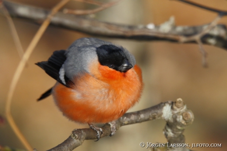 Bullfinch  Pyrrhula pyrrhula