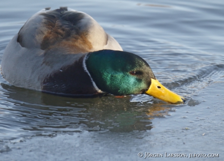 Mallard 