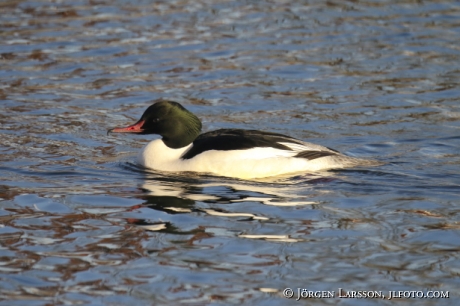 Goosander   Mergus merganser