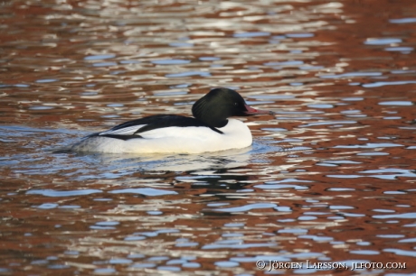 Goosander   Mergus merganser