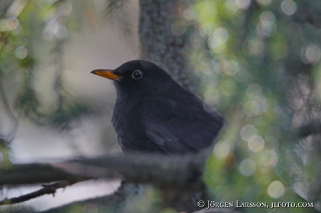 Blackbird   Turdus merula