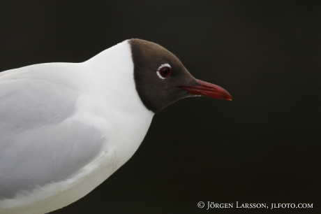 Black Headed Gull, Larus ridibundus 