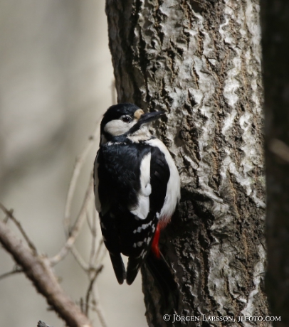 Great Spotted Woodpecker 