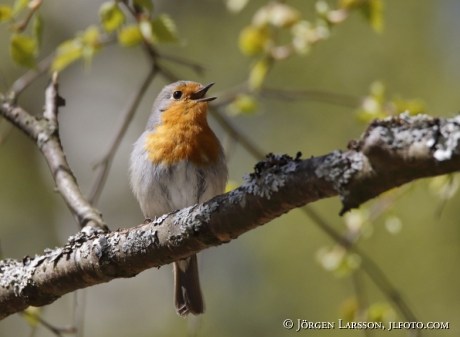 Robin Erithakus rubecula