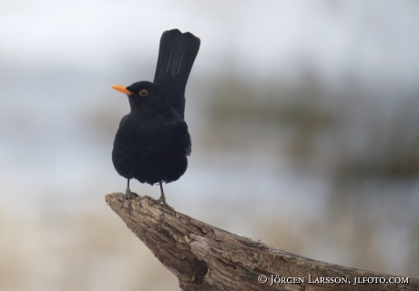 Blackbird   Turdus merula