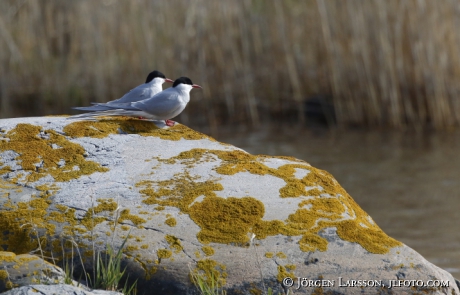 Common tern Sterna Hirundo