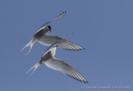 Common tern Sterna Hirundo