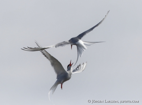 Common tern Sterna Hirundo