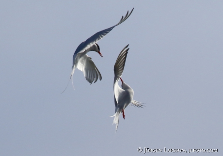 Common tern Sterna Hirundo