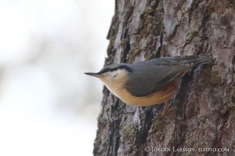 Eurasian Nuthatch