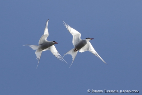 Common tern Sterna Hirundo