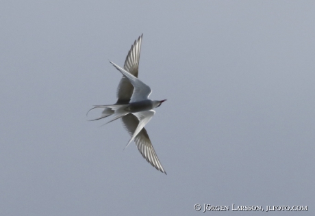 Common tern Sterna Hirundo