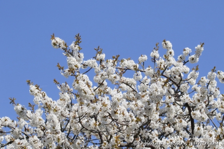 Blommande körsbärsträd