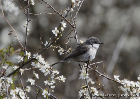 Pied Flycatcher Ficedula hypoleuca