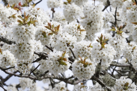 Blommande körsbärsträd