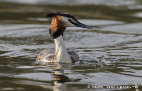 Great Crested Grebe   Podiceps cristatus