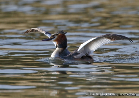 Great Crested Grebe   Podiceps cristatus