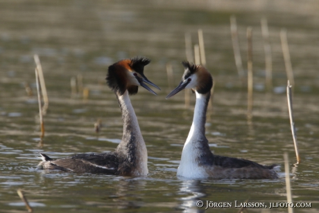 Great Crested Grebe   Podiceps cristatus