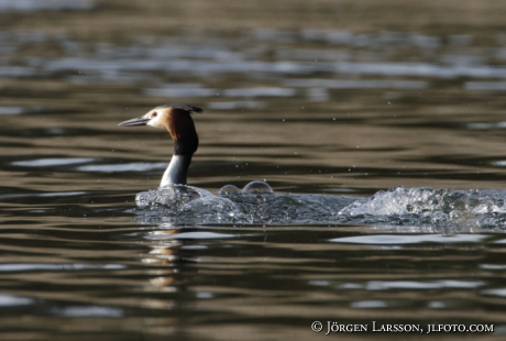 Great Crested Grebe   Podiceps cristatus