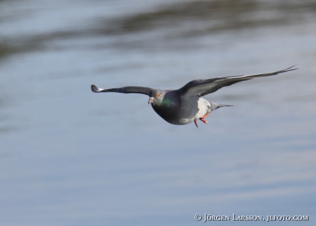 Stock Dove  Columba oenas 