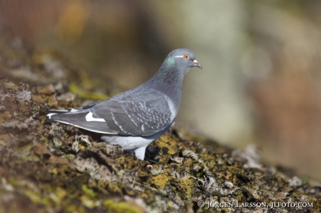 Stock Dove  Columba oenas 