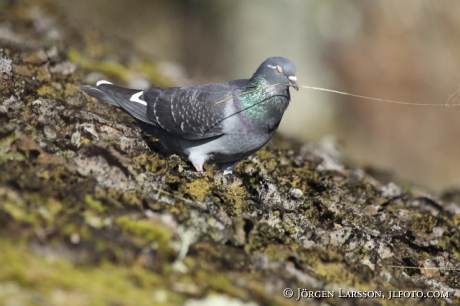 Stock Dove  Columba oenas 