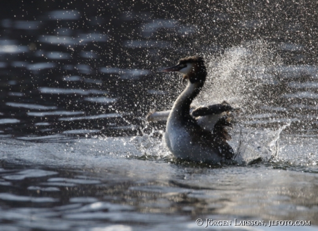 Great Crested Grebe   Podiceps cristatus