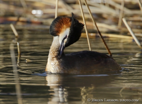 Great Crested Grebe   Podiceps cristatus